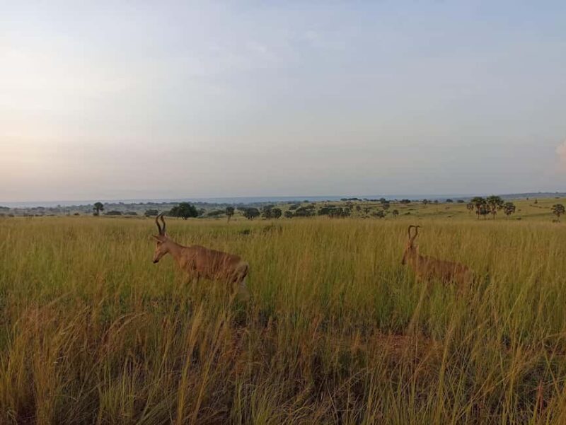 3Days Murchison falls and Boatcruise - An In-Depth Look at the 3-Day Murchison Falls Adventure