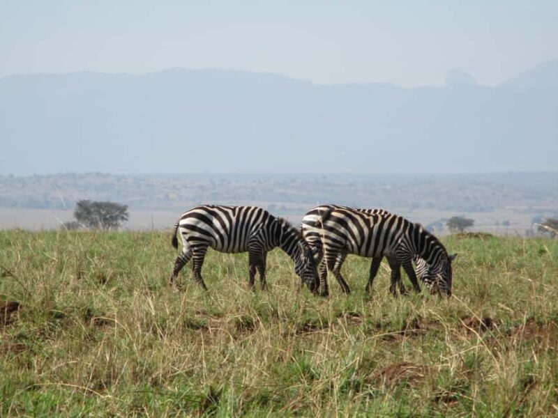 3Days Murchison falls and Boatcruise - Who Should Consider This Tour?