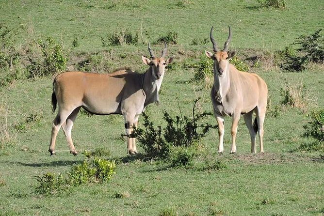 3day's Safari - What’s Included and What to Consider