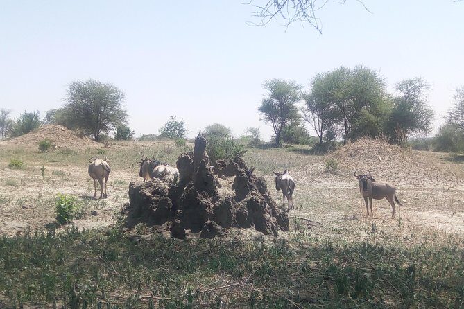 3day's Safari - Who Will Get the Most from This Tour?