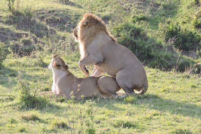 3day's Safari - FAQ