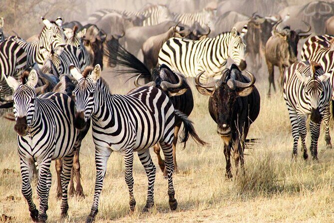 3Days Safari to Tarangire Ngorongoro and manyara lodge safari - What Makes This Tour Special?