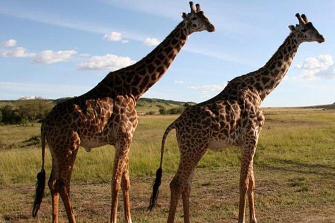 3Days Safari to Tarangire Ngorongoro and manyara lodge safari - Possible Considerations