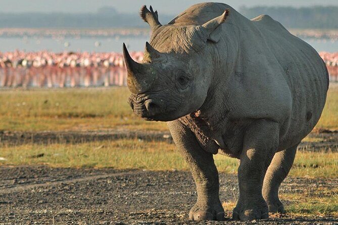3Days Safari to Tarangire Ngorongoro and manyara lodge safari - The Sum Up: Who Will Love This Safari?