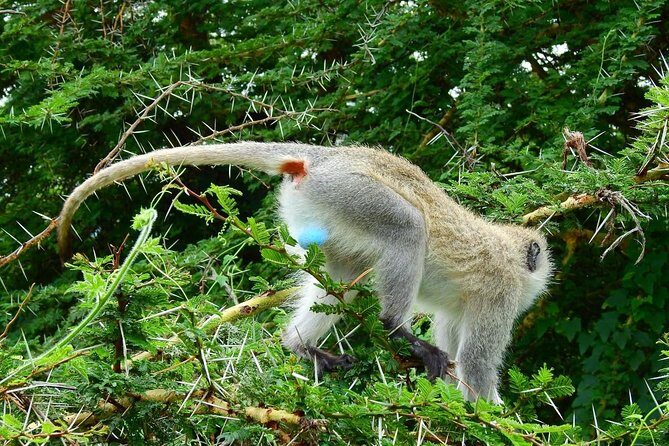 3Days Safari to Tarangire Ngorongoro and manyara lodge safari - FAQ