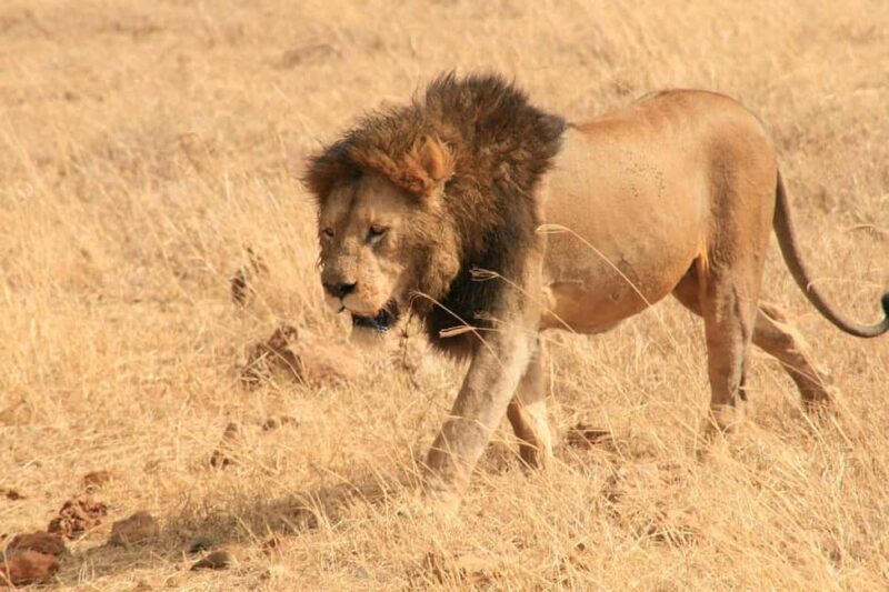 3Days Wildlife safari & Cultural Tour From Zanzibar - Introduction: What This Tour Delivers