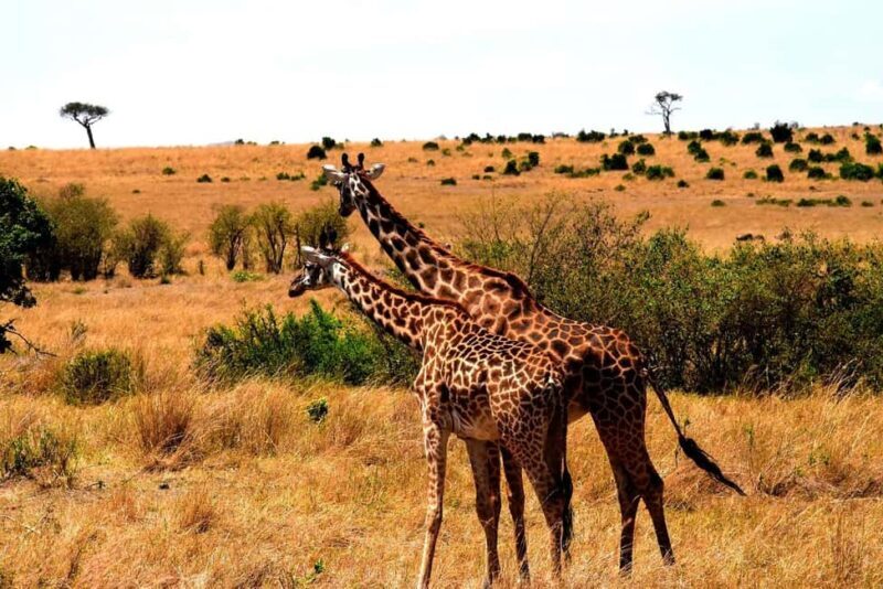 3Days Wildlife safari & Cultural Tour From Zanzibar - Deep Dive into the Itinerary