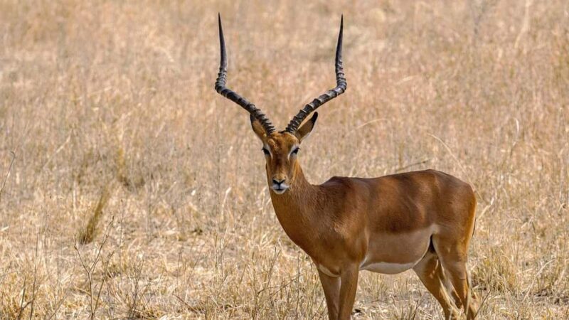 3Days Wildlife safari & Cultural Tour From Zanzibar - Practical Details and Tips
