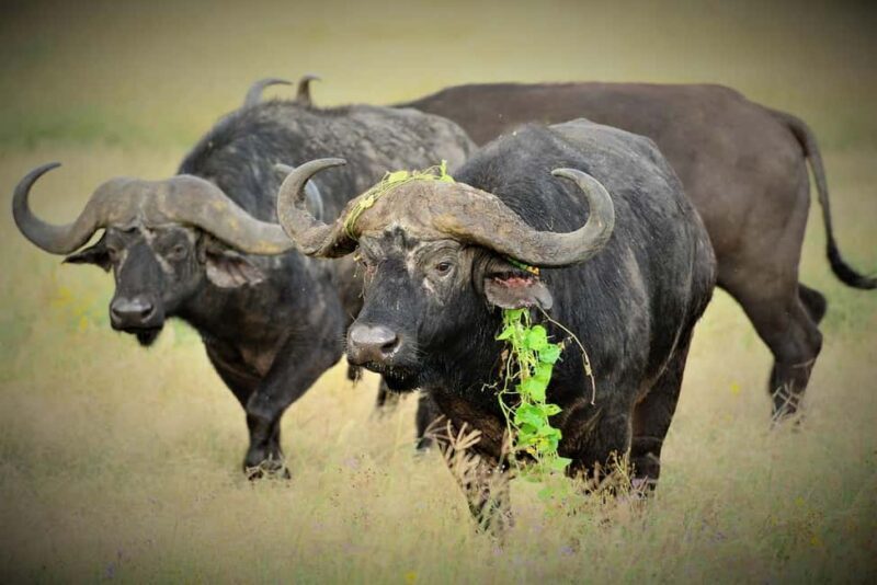 3Days Wildlife safari & Cultural Tour From Zanzibar - FAQ