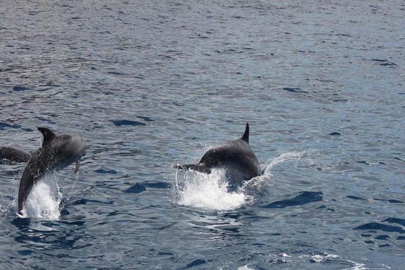 3H Shared Barrier-Free Cruise with Turtles Dolphins & Whales - What Makes This Tour Stand Out