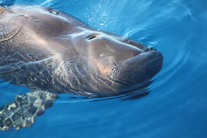 3H Shared Barrier-Free Cruise with Turtles Dolphins & Whales - What We Love About the Experience