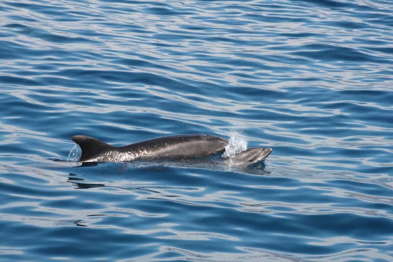 3H Shared Barrier-Free Cruise with Turtles Dolphins & Whales - Accessibility & Environmental Respect