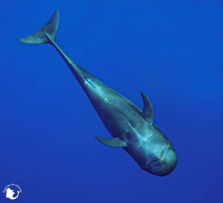 3h Whale Watching Private Tour Costa Adeje Lina7 Mizendoha - Pricing and Value
