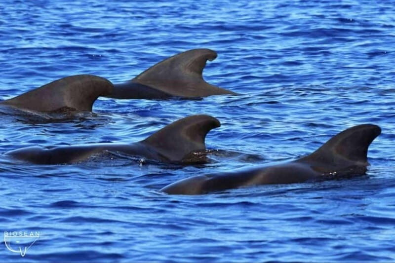 3h Whale Watching Private Tour Costa Adeje Lina7 Mizendoha - FAQ