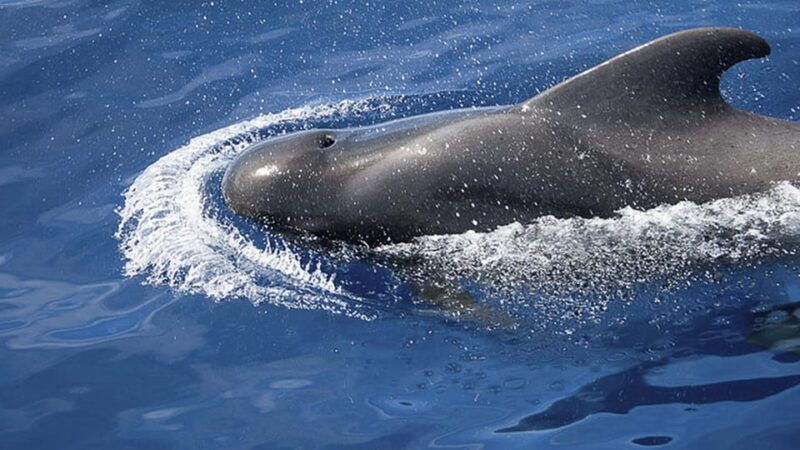 3h-whale-watching-private-tour-costa-adeje-lina7-mizendoha