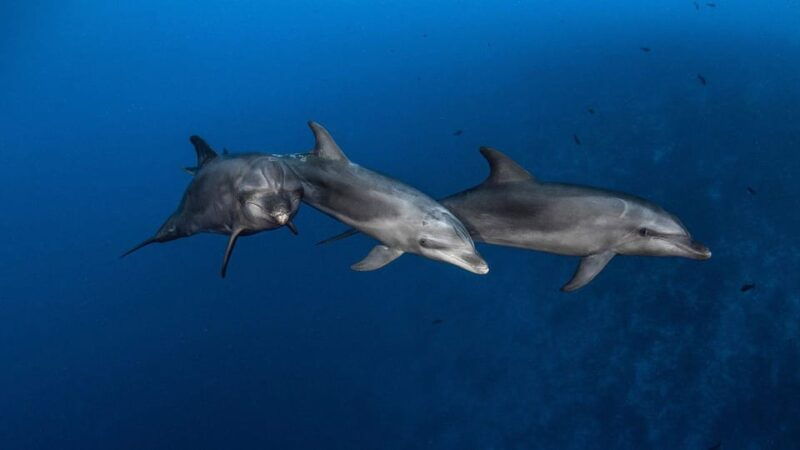 3h-whale-watching-private-tour-costa-adeje-lina7-mizendoha