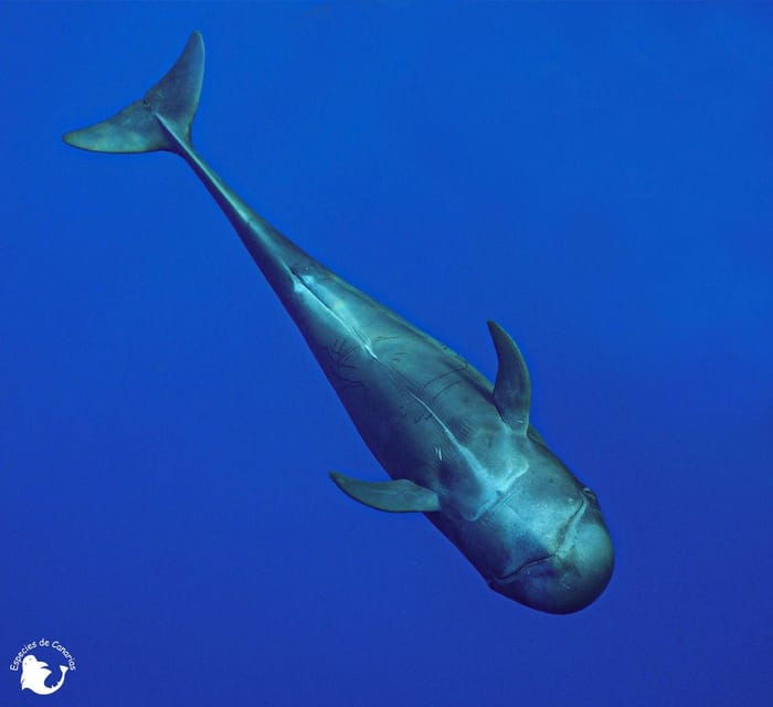 3h-whale-watching-private-tour-costa-adeje-lina7-mizendoha