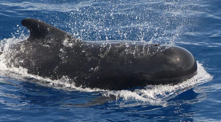 3h-whale-watching-private-tour-costa-adeje-lina7-mizendoha