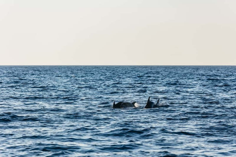 3hours Dolphin Sunset watching with unlimited drinks +dinner - Final Thoughts