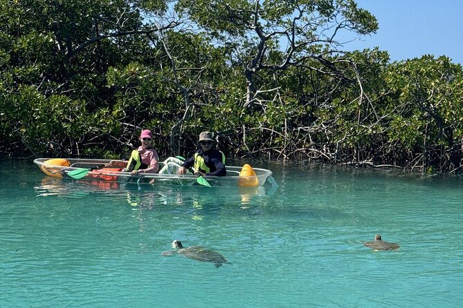 3hr-clear-kayak-tour-of-mangroves-marine-life-and-iguanas