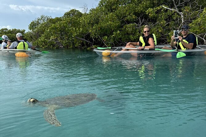 3hr-clear-kayak-tour-of-mangroves-marine-life-and-iguanas