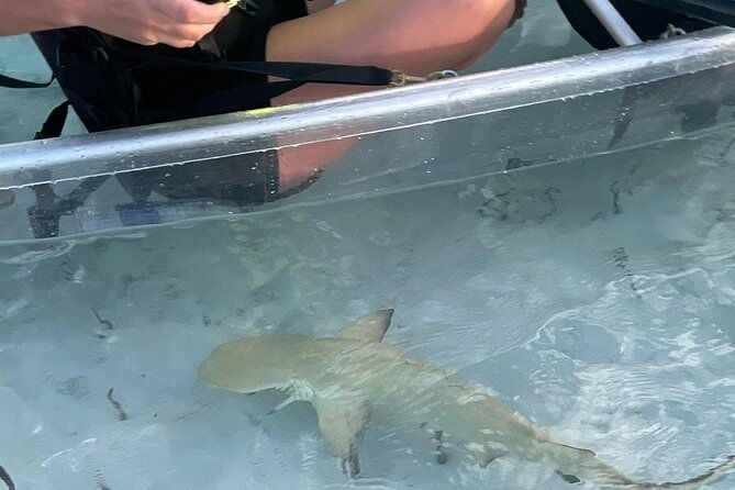 3hr-clear-kayak-tour-of-mangroves-marine-life-and-iguanas