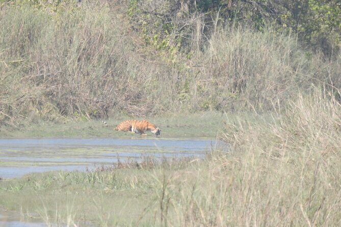 3Nights 4Days Bardiya Tiger Tracking Tour on Foot - All Inclusive - Why Choose This Tour?