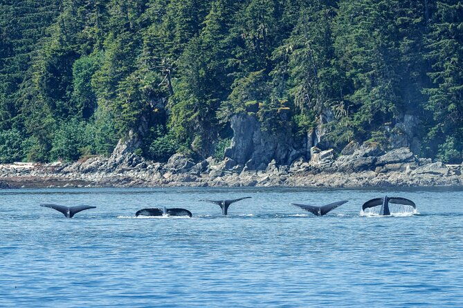 4-course-dinner-cruise-plus-eco-tour-on-luxury-yacht-in-sitka
