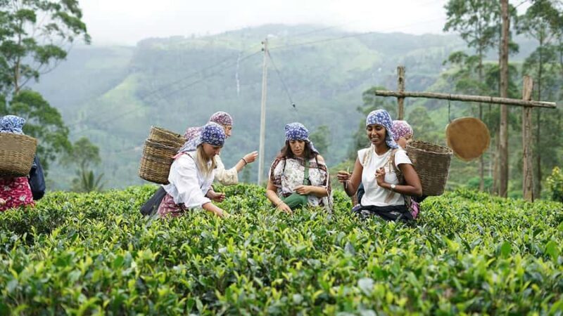 4-Day Adam's Peak climb & explore tea plantation with Hotels - Key Points