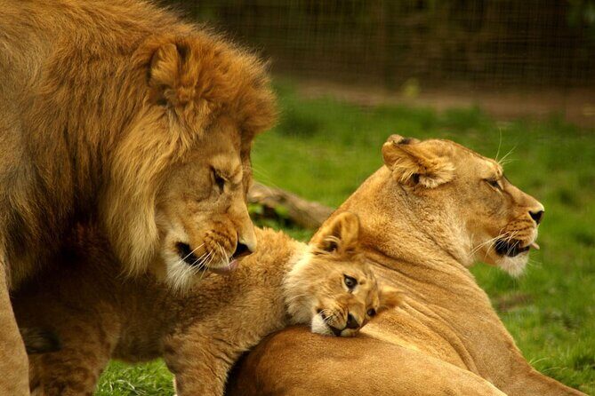 4 Day Addo Elephant National Park & Garden Route From Cape Town - The Sum Up: The Best of South Africa in Four Days
