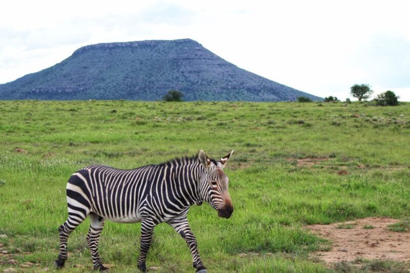 4-Day Addo to Karoo Safari - 4-Day Addo to Karoo Safari: A Detailed Look at South Africa’s Scenic Wonders