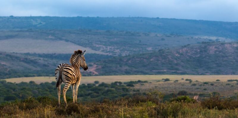 4-Day Addo to Karoo Safari - Who Will Love This Tour?