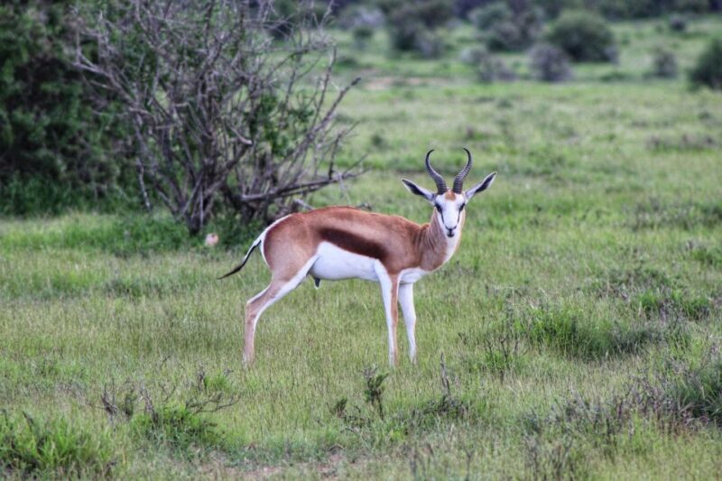4-Day Addo to Karoo Safari - FAQ