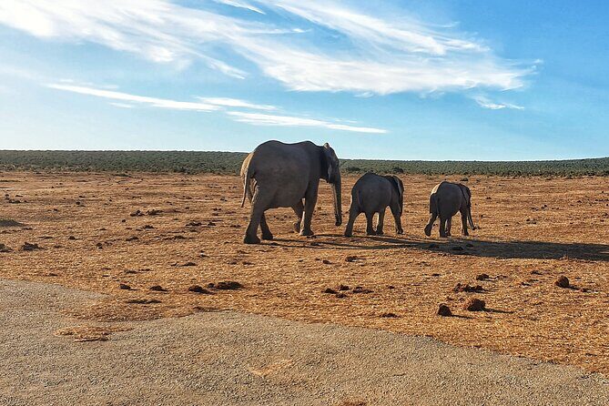4 Day Addo to Karoo Safari - An In-Depth Look at the 4-Day Itinerary