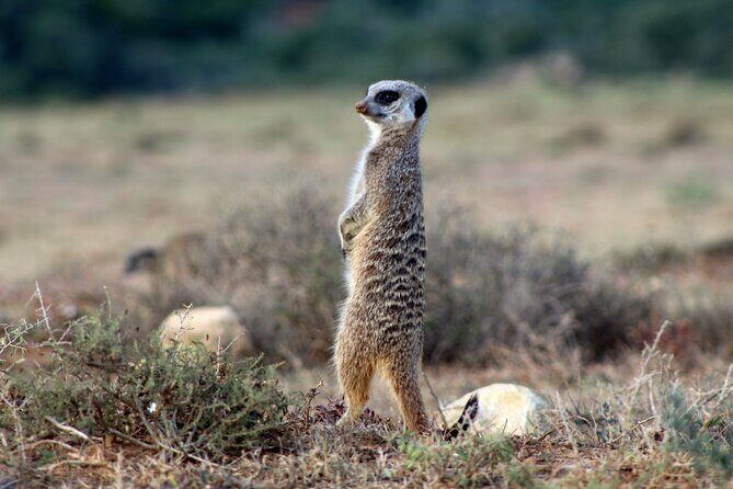 4 Day Addo to Karoo Safari - Frequently Asked Questions (FAQ)