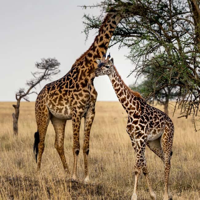 4-Day Adventure to Arusha NP, Serengeti & Ngorongoro Crater - In-Depth Look at the 4-Day Safari Experience