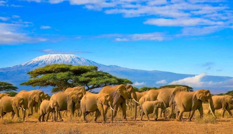 4-Day Adventure to Arusha NP, Serengeti & Ngorongoro Crater - The Sum Up