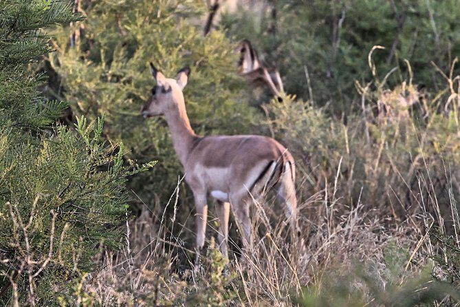 4 Day All Incl. Private Kruger Park Safari and Transfer From Nelspruit - An In-Depth Look at the Safari Experience