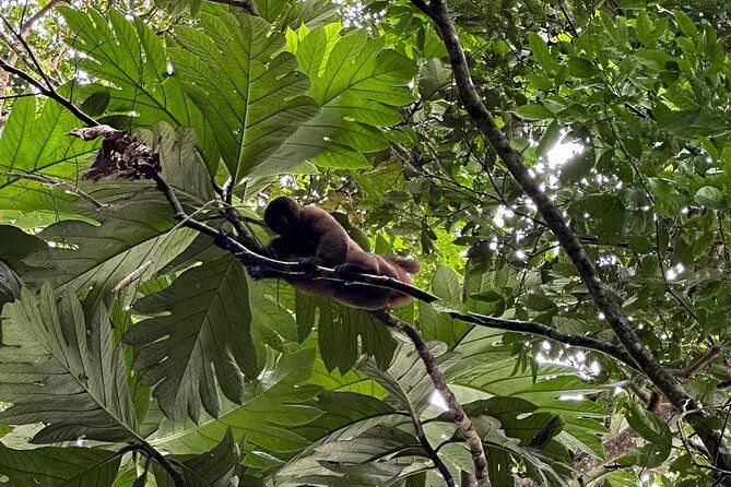 4-day-all-inclusive-amazon-adventure-explore-napos-rainforest