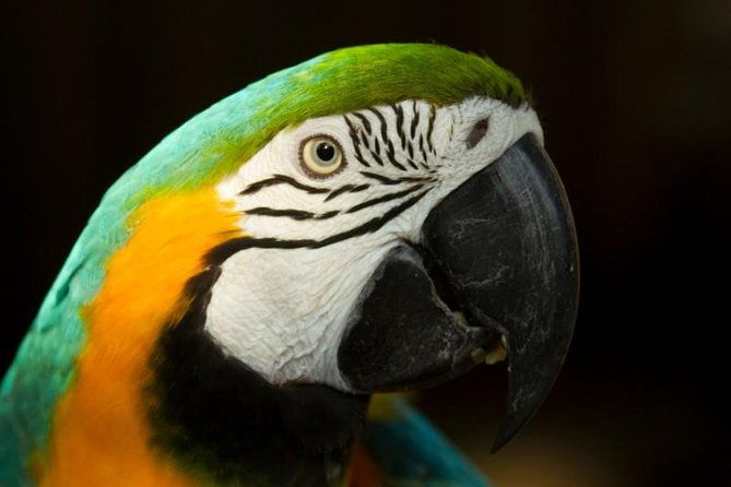 4-day-amazon-eco-lodge-tour-from-puerto-maldonado