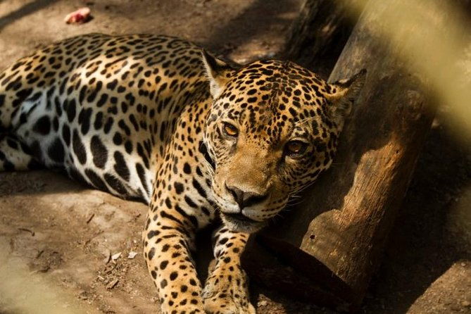 4-day-amazon-eco-lodge-tour-from-puerto-maldonado