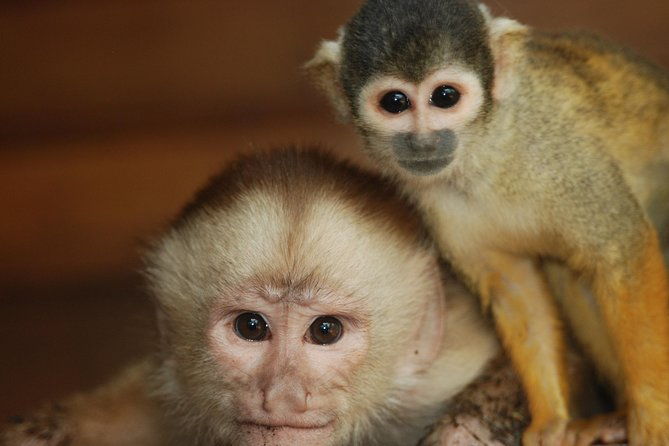 4-day-amazon-jungle-tour-at-eco-amazonia-lodge