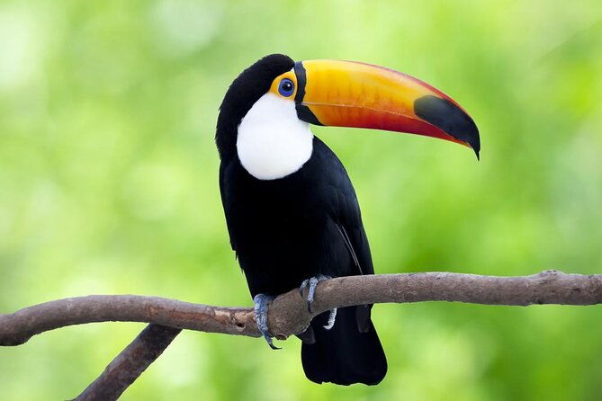 4-day-amazon-wildlife-tour-in-pacaya-samiria-national-reserve-from-iquitos-peru