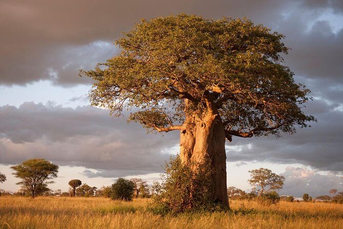 4 Day: Astonishing Group Safari - Flexible Day in the Serengeti