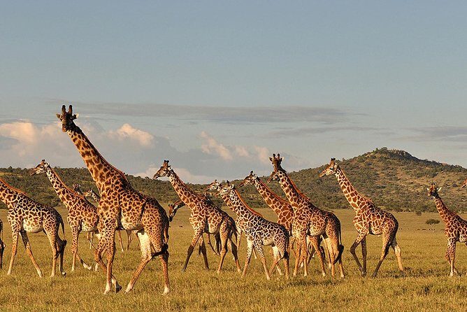 4 Day: Astonishing Group Safari - Transportation and Group Size