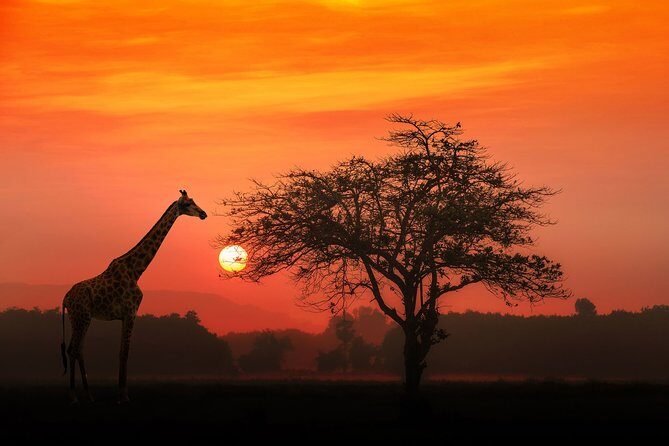 4-Day Basic Safari with Serengeti, Ngorongoro, & Tarangire - An Honest Look at the 4-Day Tanzania Safari Experience