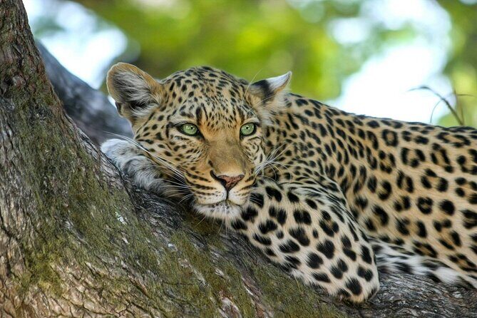 4-Day Best of Tanzania Safari - Key Points