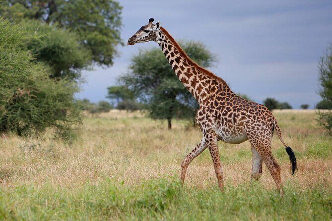 4-Day Best of Tanzania Safari - Transportation, Logistics, and Value