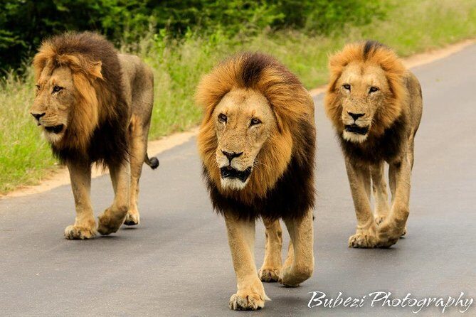 4 Day Bubezi Classic Safari & Panoramic Tour - Exploring the Scenic Highlights