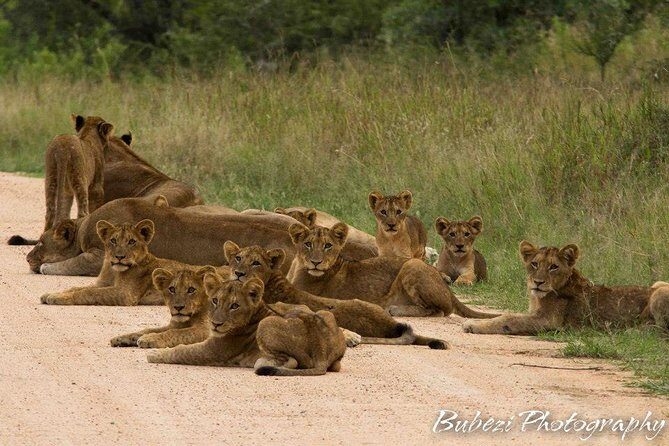 4 Day Bubezi Classic Safari & Panoramic Tour - Wildlife Encounters and Game Drives